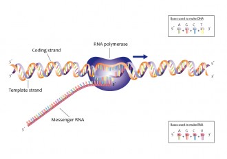 Новый набор для высокоэффективного синтеза РНК in vitro