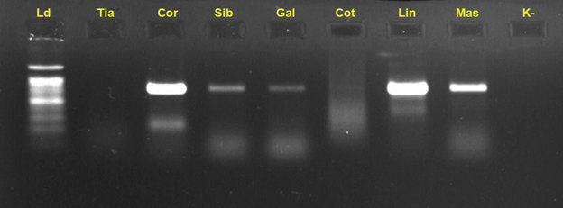 Habibulina_2.png Habibulina_2.png