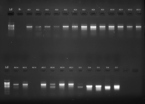 Habibulina_1.png Habibulina_1.png